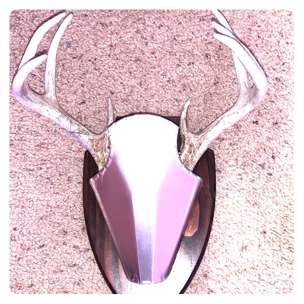 8 point deer horns